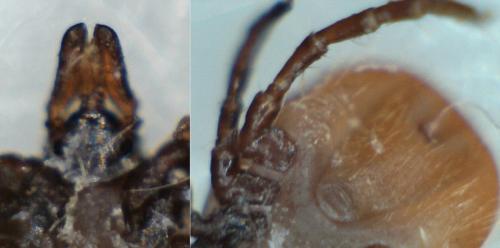 Ixodes acuminatus